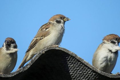 The Problems Birds Can Cause Clogged Gutters Roof Damage More Moonworks